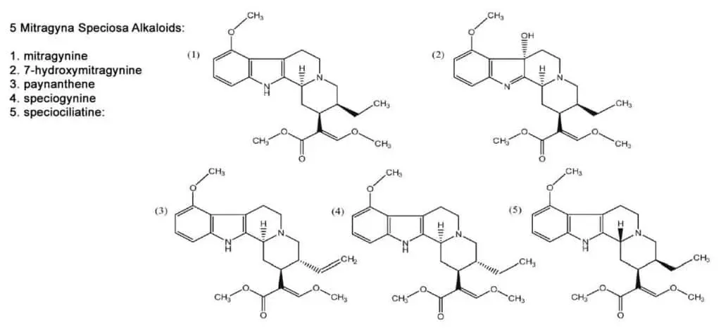 Mitragyna speciosa 5 common alkaloids